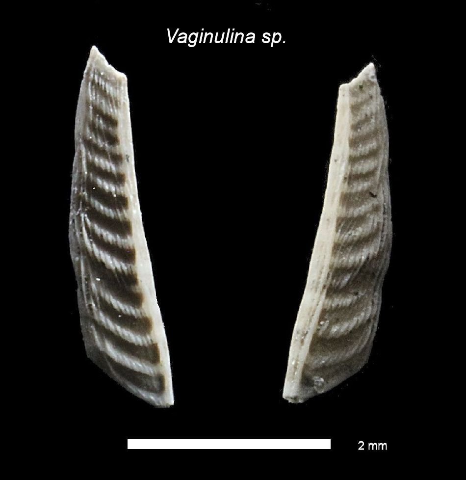 Woodbury Foraminifera vaginulina
