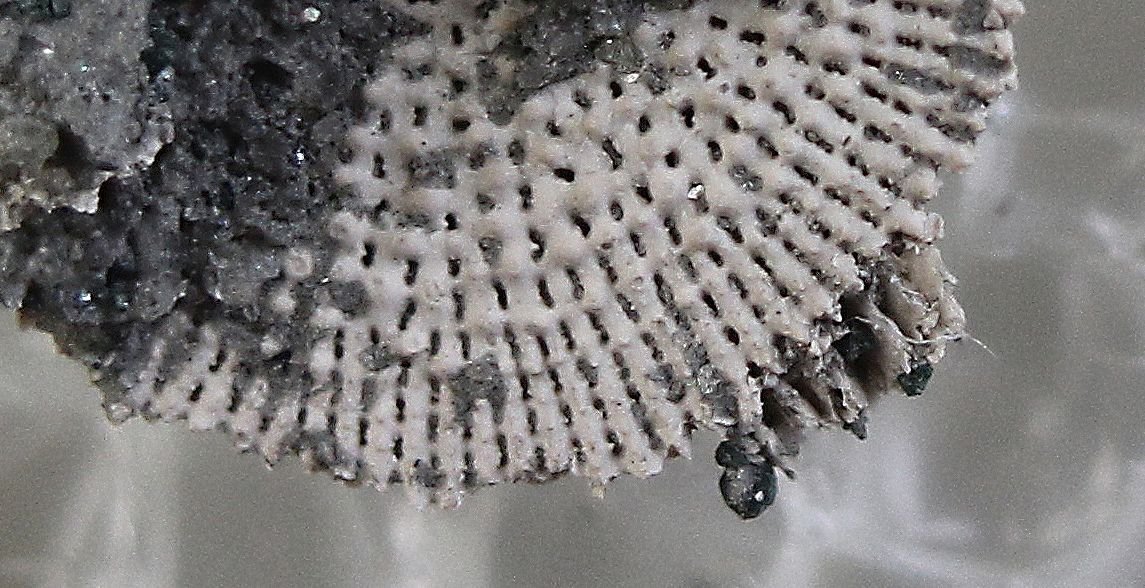 Woodbury coral micrabacia