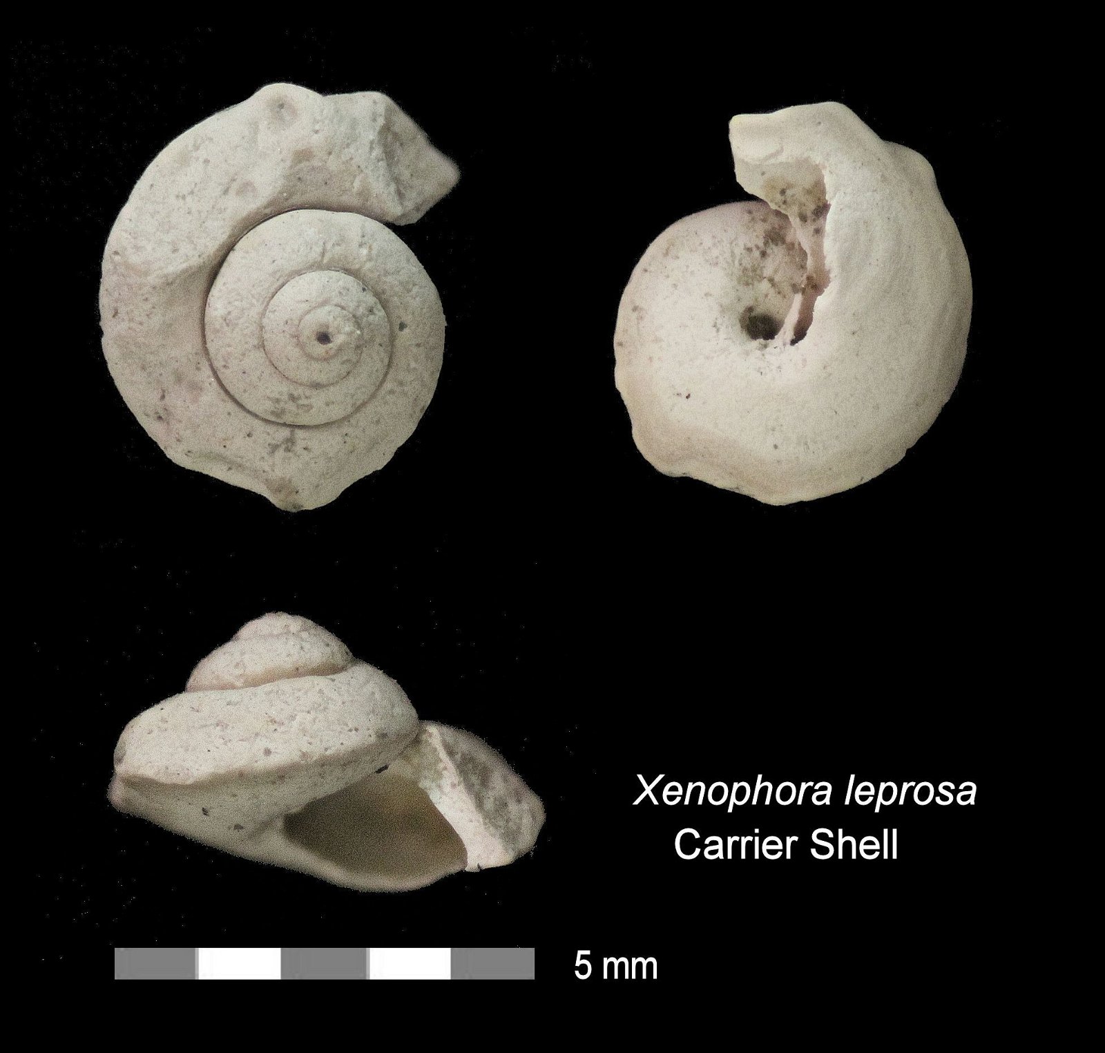 Xenophora leprosa