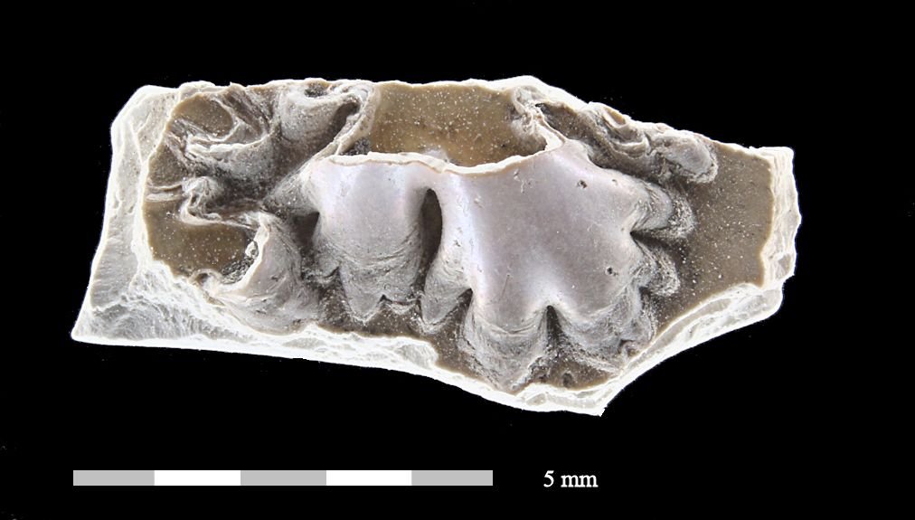 ammonite septa