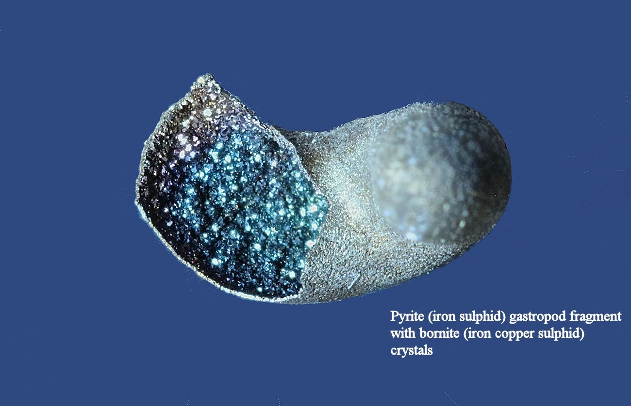 gastropod bornite rs