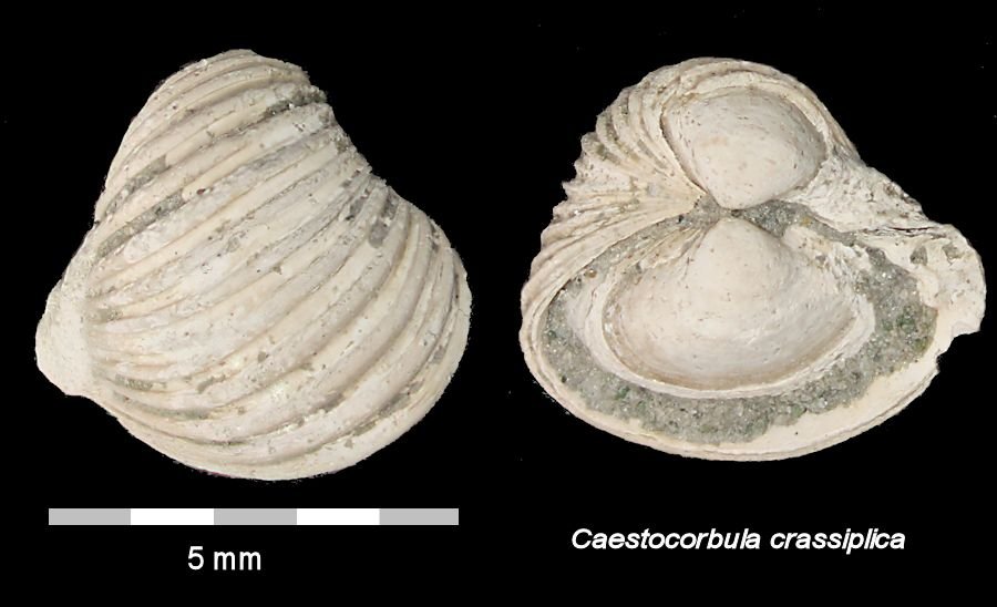 micro Caestocorbula crassiplica