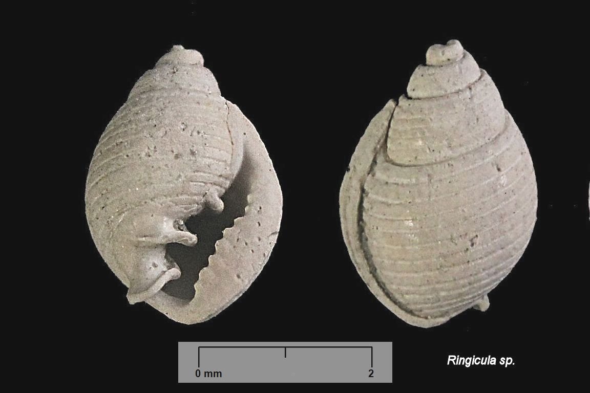 woodbury gastropod ringicula eq