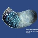 gastropod bornite rs