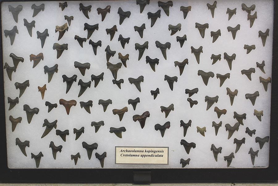 Extinct Mackerel Shark,