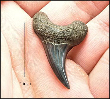 Parotodus benedeni 