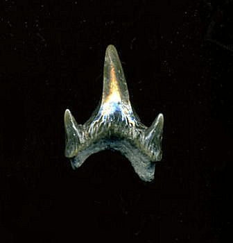 Protolamna borodini
