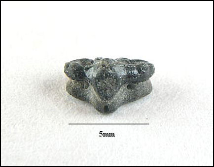 Cantioscyllium decipiens