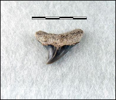 Alopias latidens