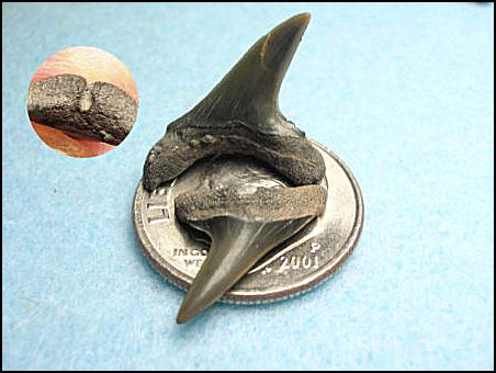 Paranomotodon angustidens