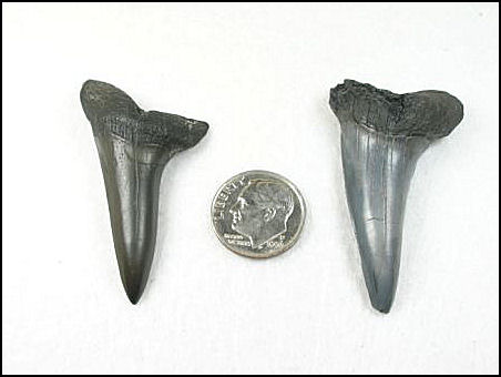 Isurus desori