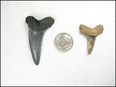 Mako, Isurus desori