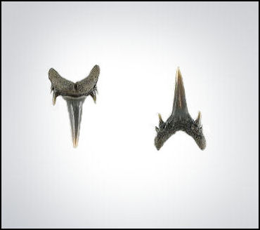 Odontaspis aculeatus