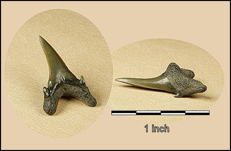 Carcharias samhammeri