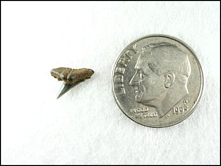 Physogaleus secundus