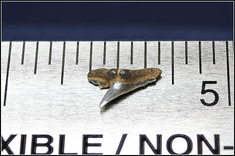 Physogaleus secundus 
