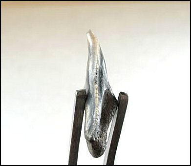 Galeocerdo contortus 