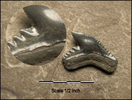 Galeocerdo aduncus