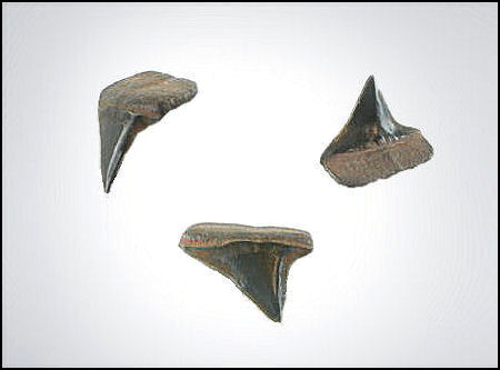 Xiphodolamia ensis