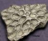 Filename=croc_scute~0.jpg
Filesize=82KiB
Dimensions=620x538
Date added=Dec 26, 2009 croc_scute~0.jpg