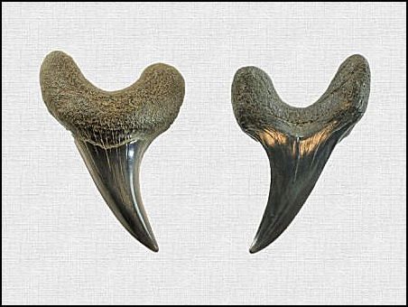 Parotodus benedeni