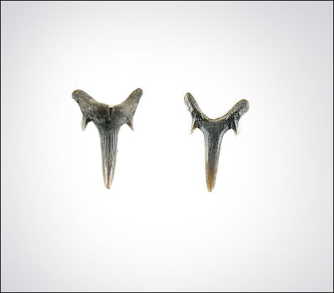 Carcharias holmdelensis