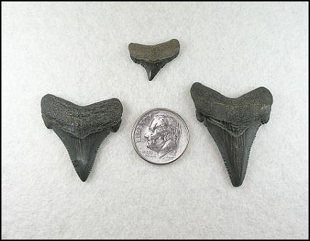 Carcharocles chubutensis