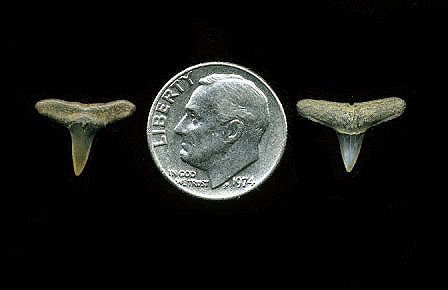 Negaprion eurybathrodon