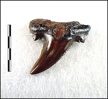 Carcharocles auriculatus 