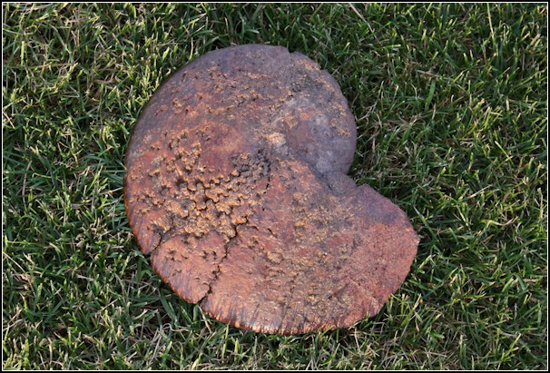 Sphenodiscus_loatus