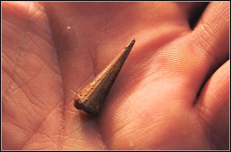 phragmocones