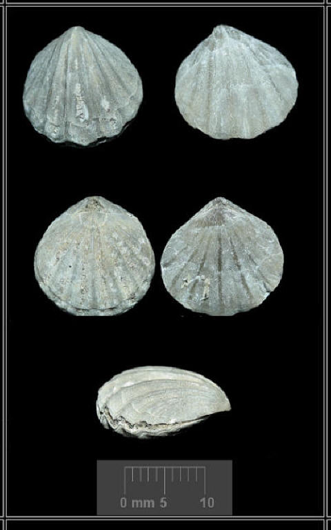 Choristothyris plicata