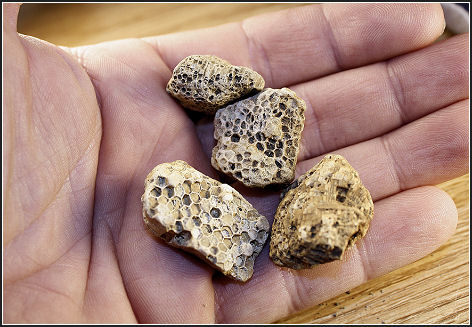 Favosites