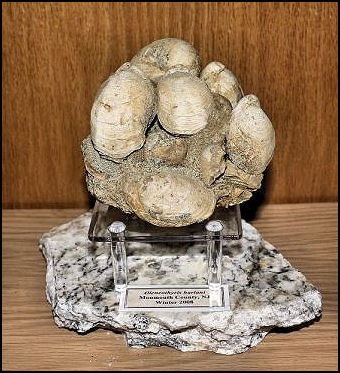 Oleneothyris harlani