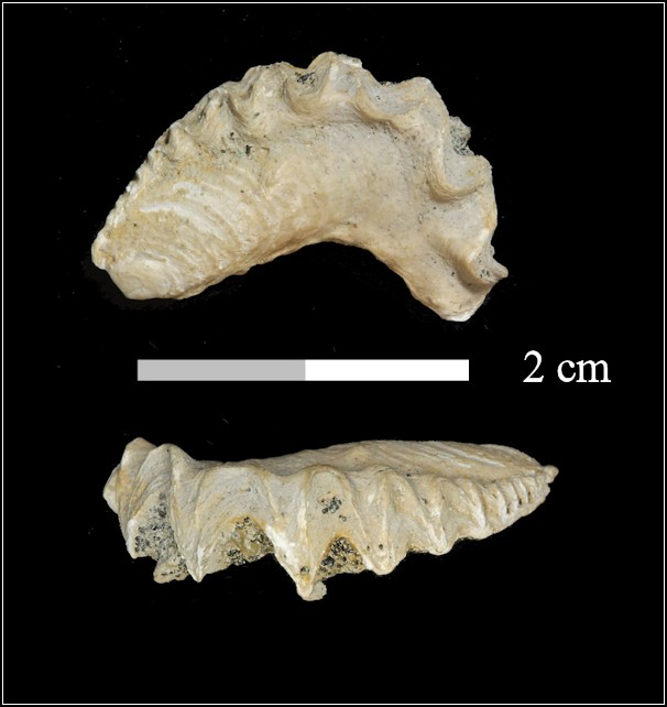 Ostrea