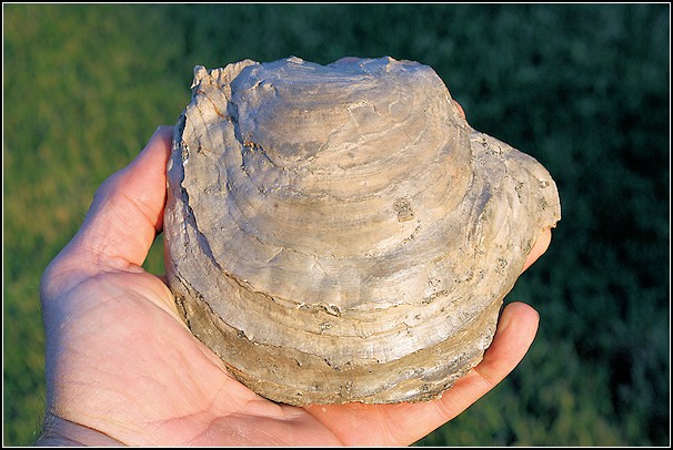 Pycnodonte