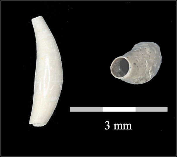 Cadulus obnutus